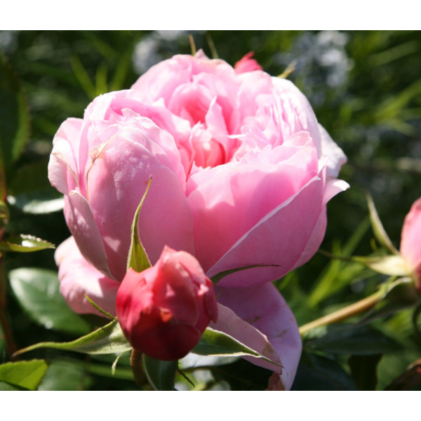 SCHONE MAID® SCHONE MAID®